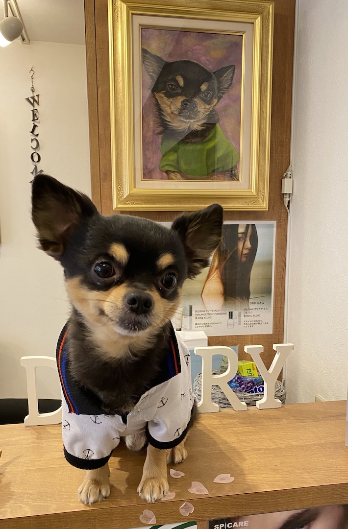 Diary Art & Hair Designの店長(犬)
